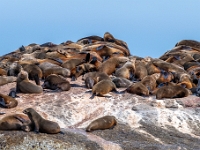 Duiker Island